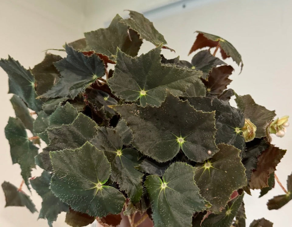Begonia 'Black Velvet' live begonia from Mulliken Nursery
