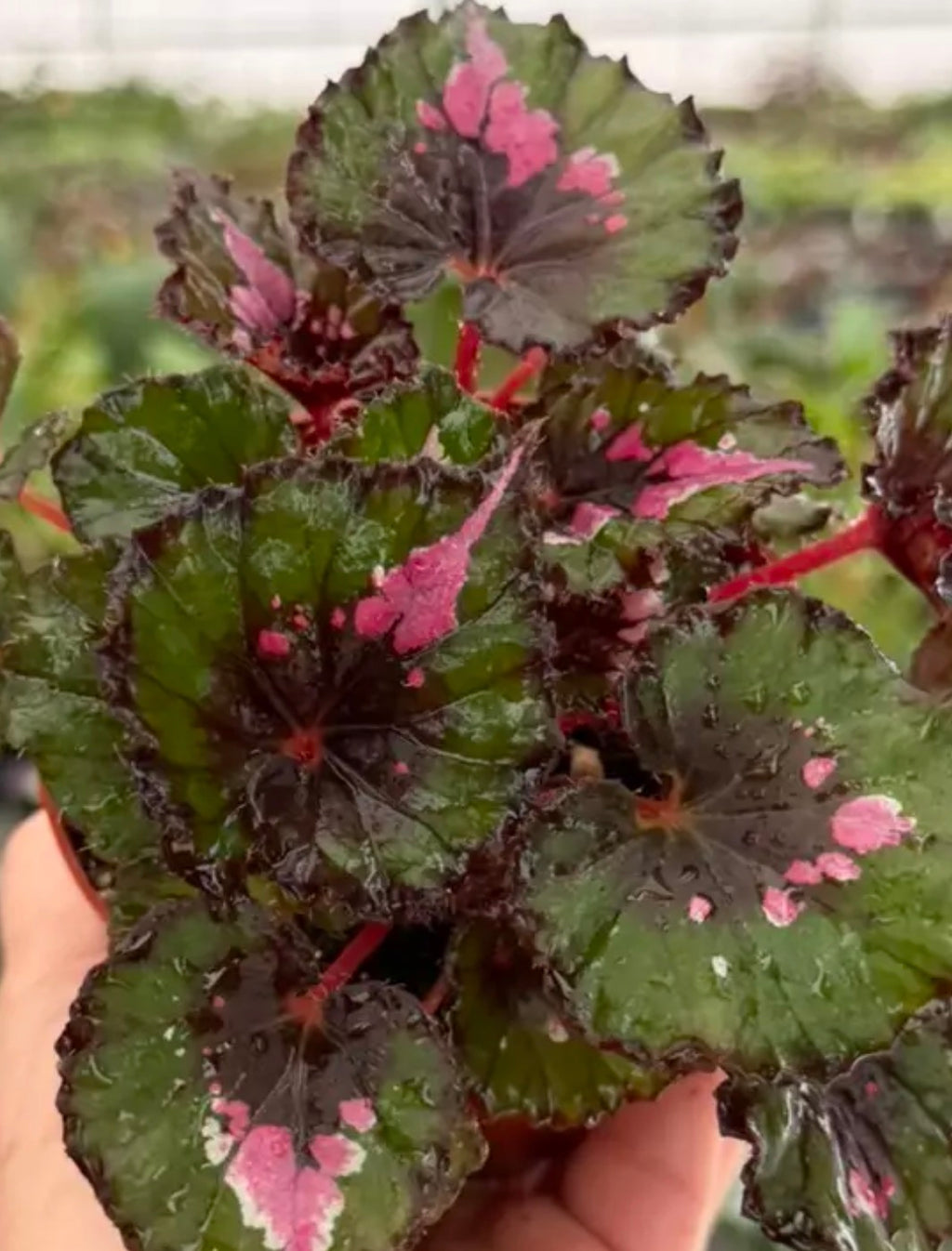 Begonia Harmony's 'Jingle Bells' live begonia from Mulliken Nursery