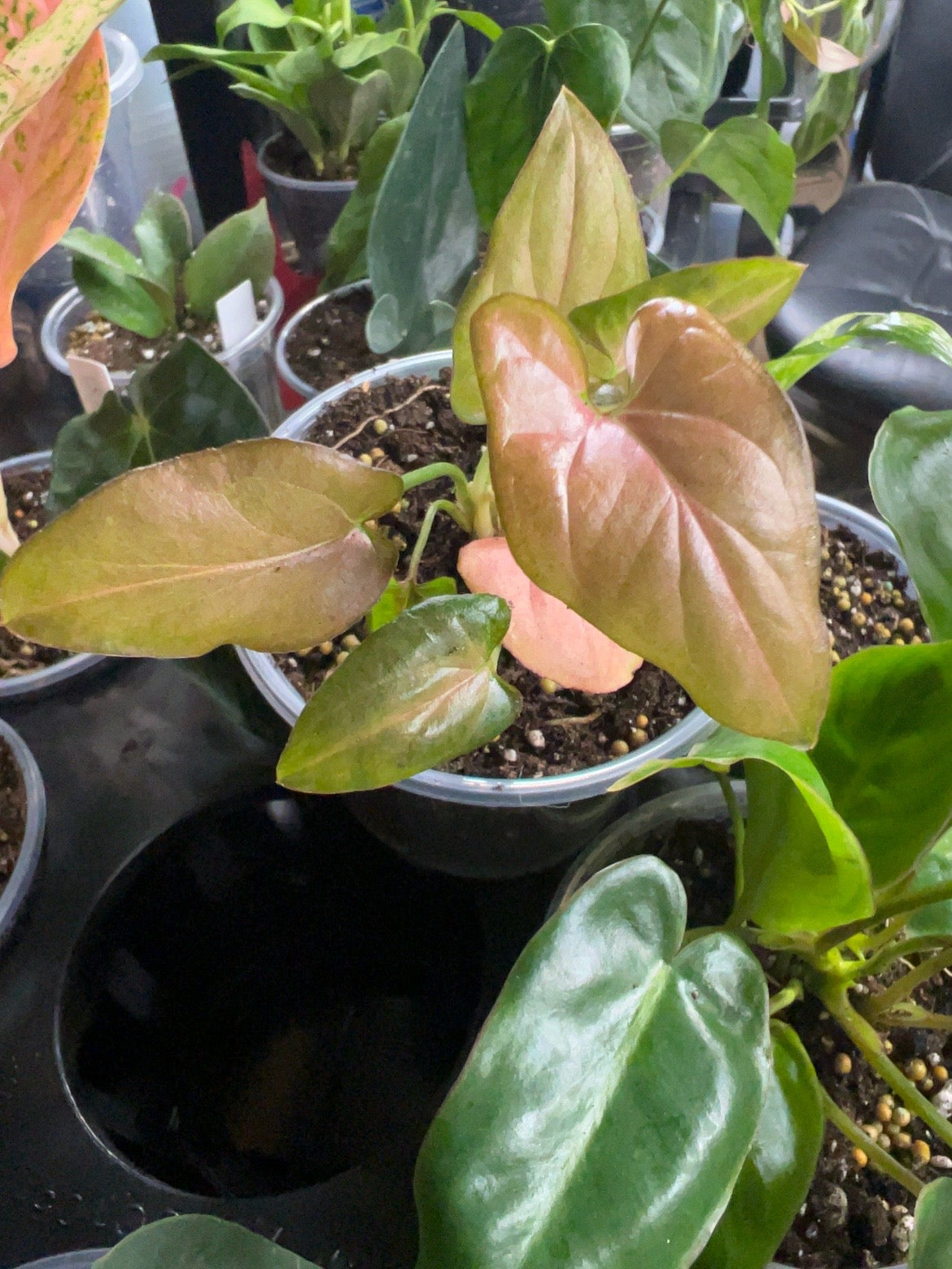 Syngonium Red Spot Tricolor