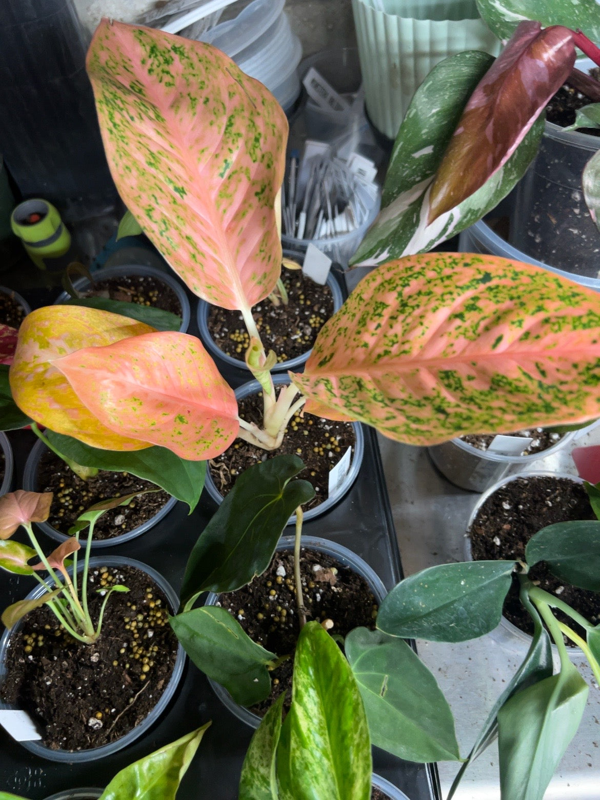 Exact Aglaonema Orange Stardust in a 4-inch pot with peach-pink leaves and green speckling