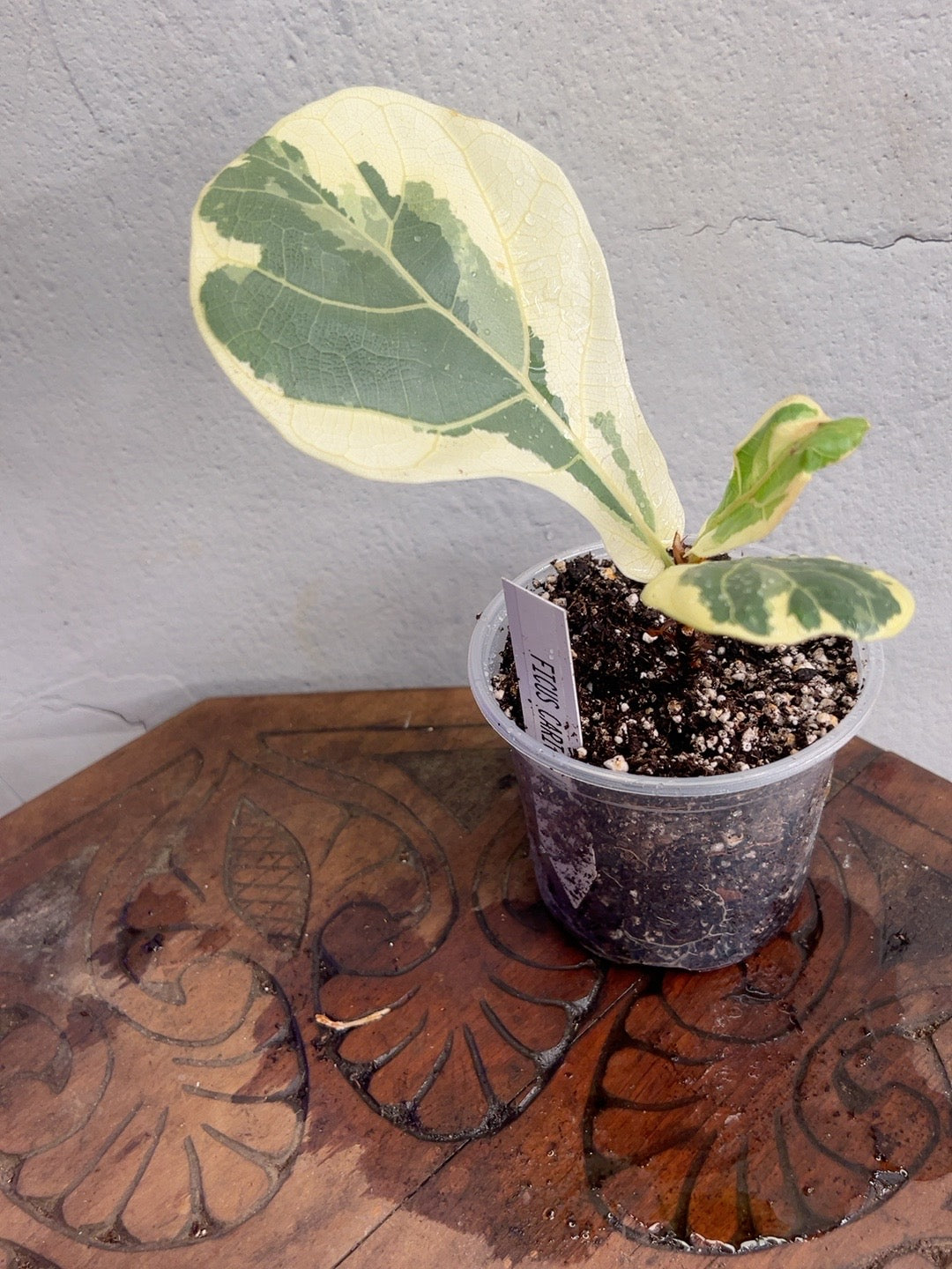 Ficus Carica Fig in a 4-inch pot