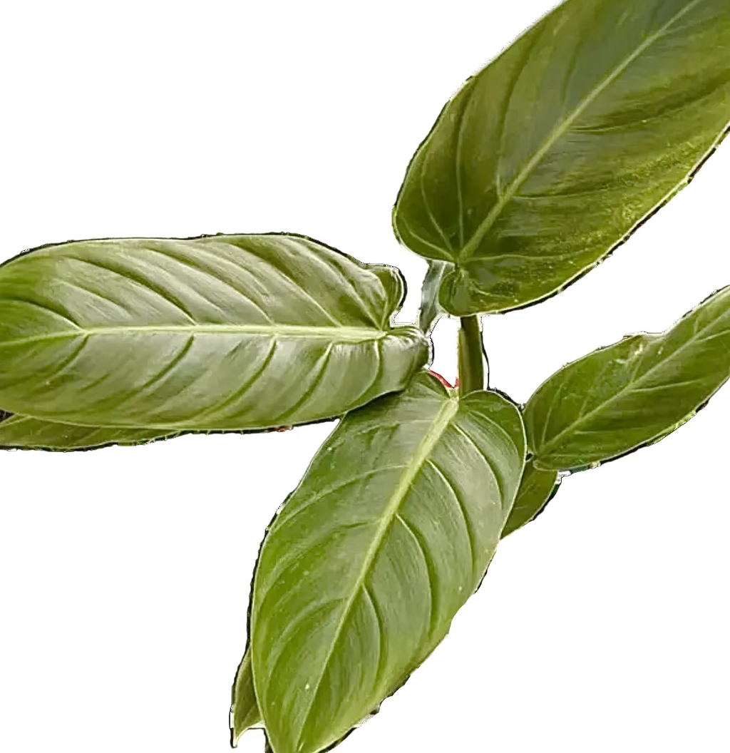 Philodendron Subhastatum Ecuagenera