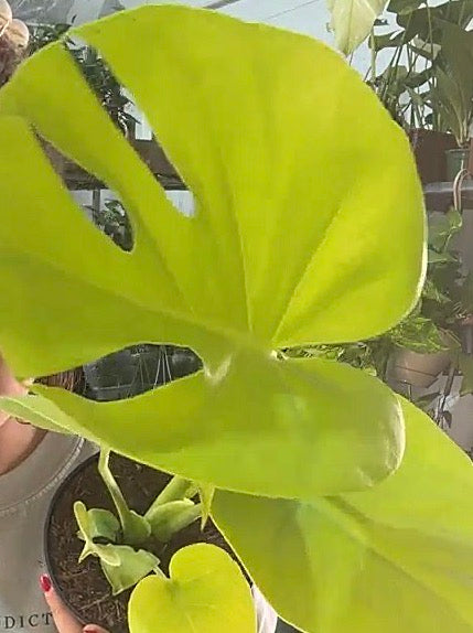 Monstera Lemon Lime live plant foliage and detail view 2
