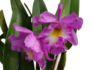 Rhyncholaeliocattleya Memoria Garcia Reinos live orchid from Mulliken Nursery