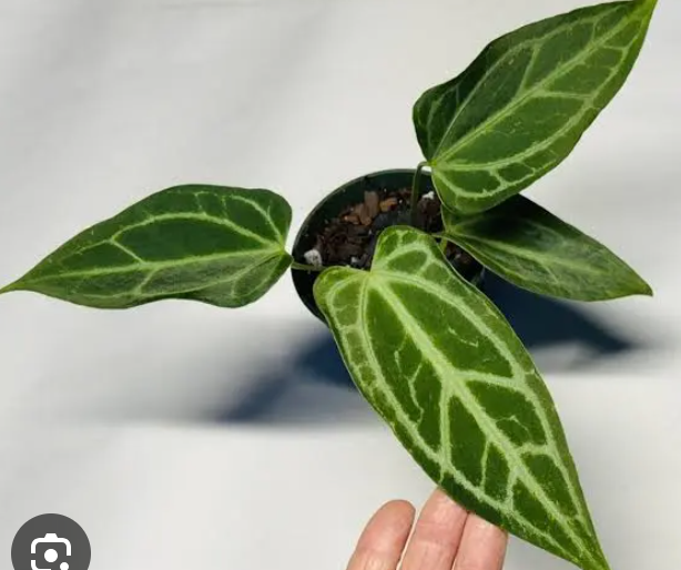 Anthurium Crystallinum