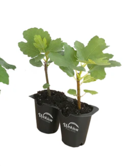 Ficus Carica Fig