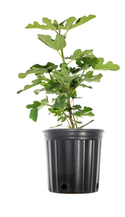 Ficus Carica Fig