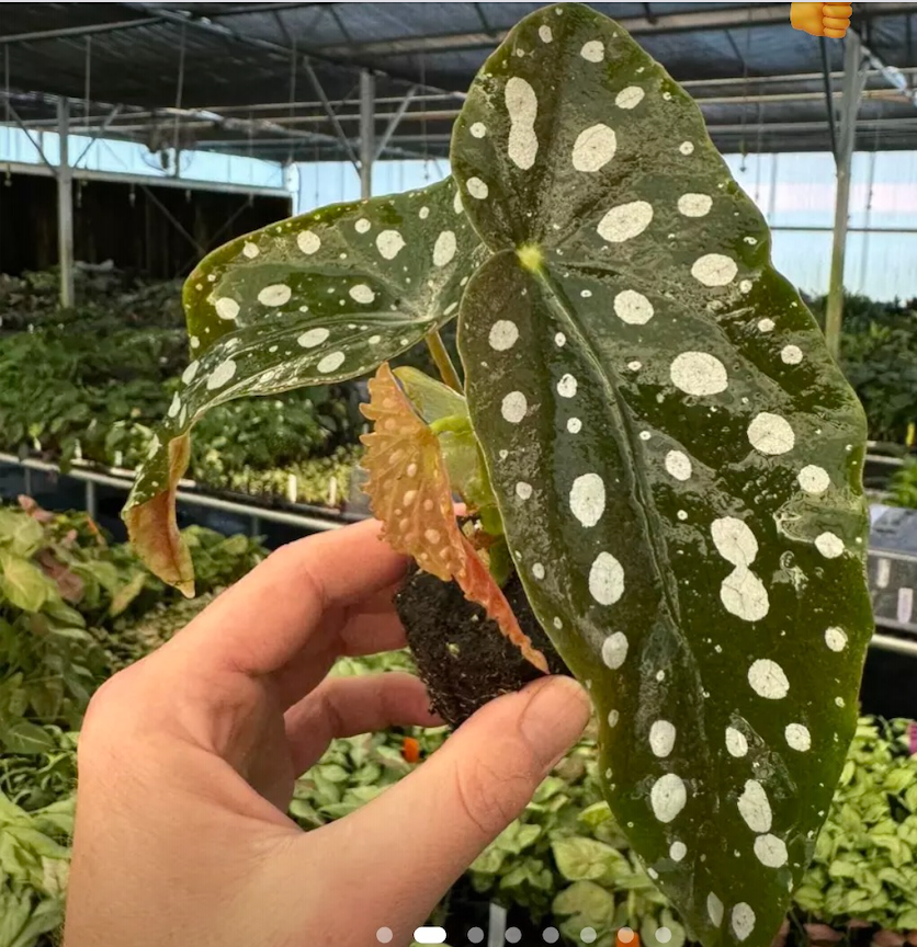 Begonia Maculata or polka dot