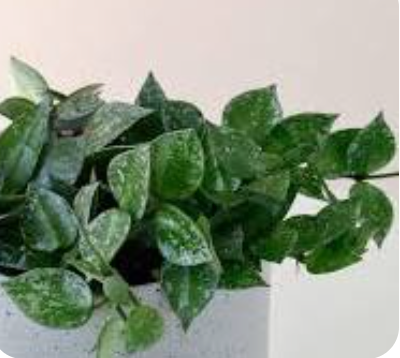 Hoya Krohniana Splash