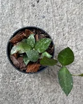 Hoya Krohniana Splash