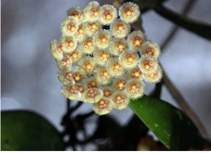 Hoya Pariflora