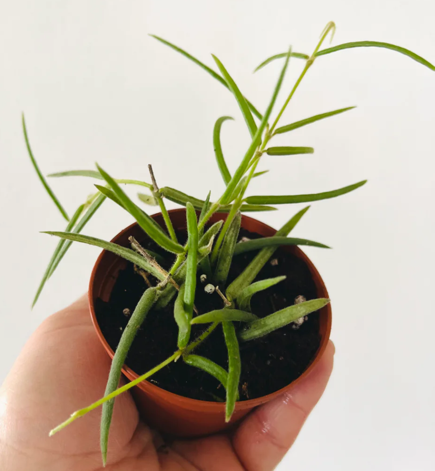 Hoya Linearis