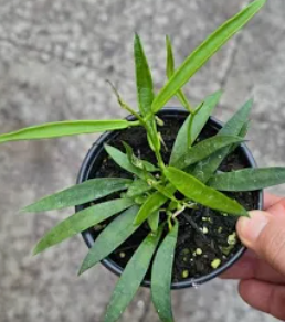 Hoya Longifolia
