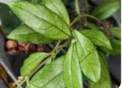 Hoya Cassiptoalata