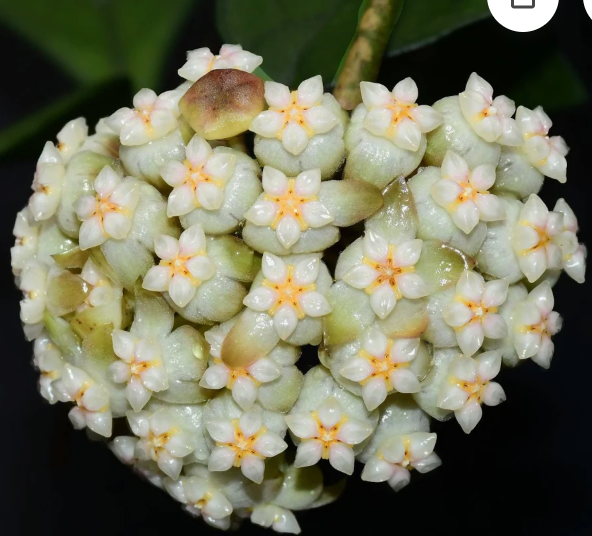 Hoya Cassiptoalata