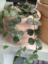 Hoya Curtisii – Mini Trailing Hoya