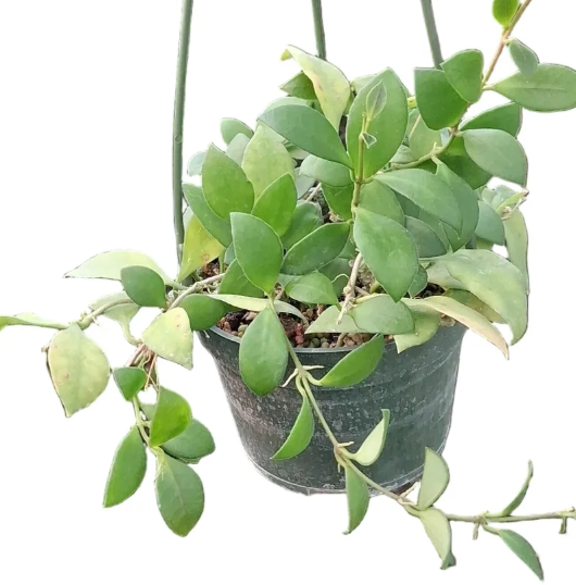 Hoya Heuschkeliana Pink