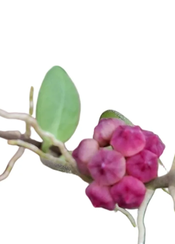 Hoya Heuschkeliana Pink