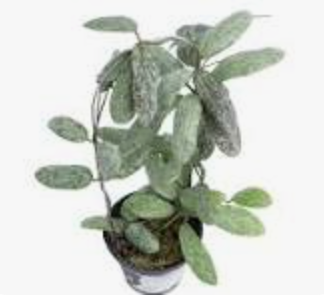 Hoya Sigillatis Silver