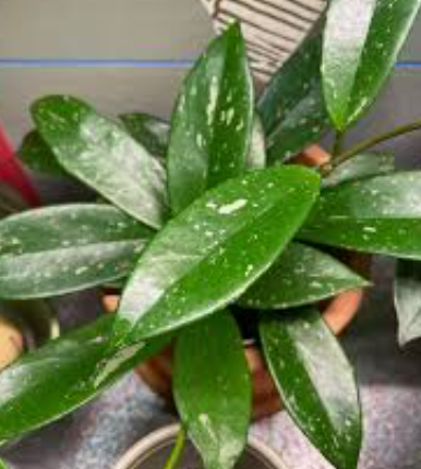 Hoya Pubicaly x Splash