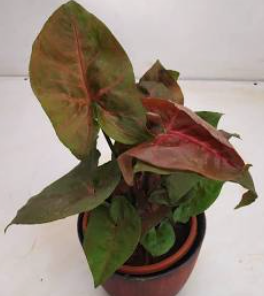 Syngonium Merry Maria
