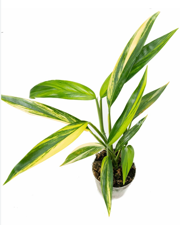 Epipremnum Amplissimum Variegata — Variegated Silver Streak Pothos