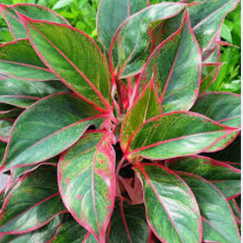 Aglaonema ‘Aurora Siam’