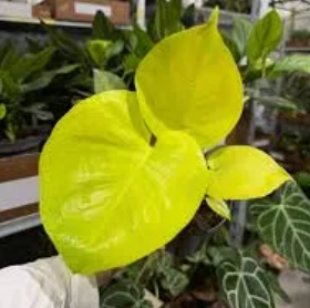 Monstera Lemon Lime live monstera from Mulliken Nursery