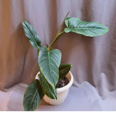 Philodendron Subhastatum Ecuagenera