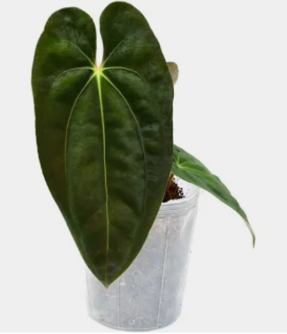 Anthurium Papillilaminum
