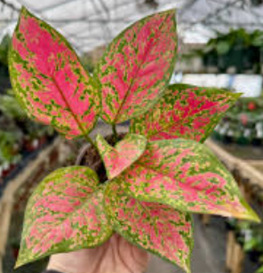 Aglaonema Red Legacy