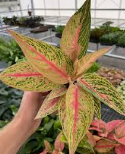 Aglaonema Star Shining