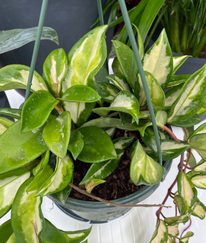 Hoya Tri Color