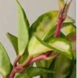 Hoya Tri Color