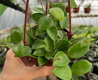 Hoya Chouke Specific