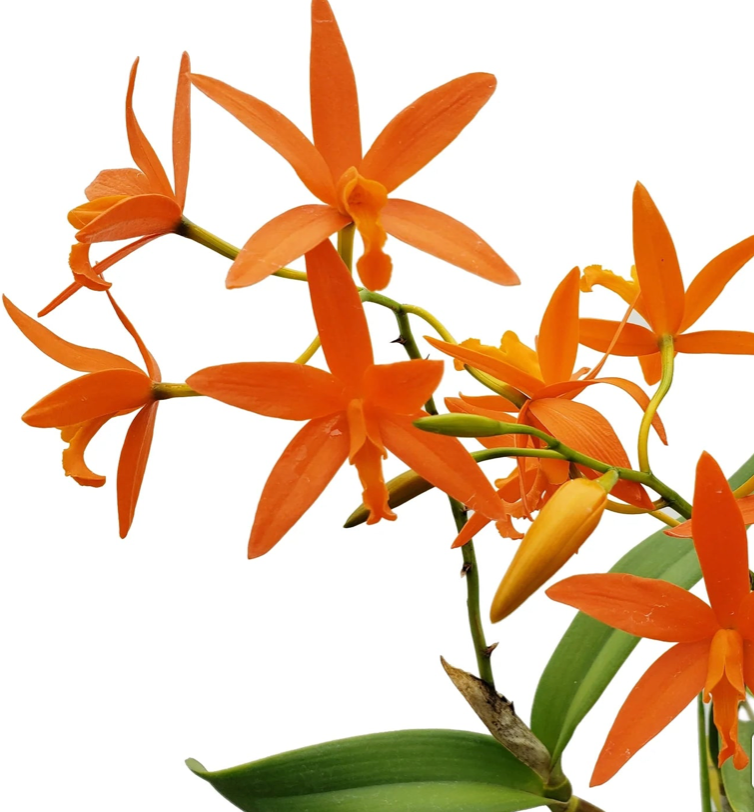 Orchid Cattlianthe Jardin del Azuay