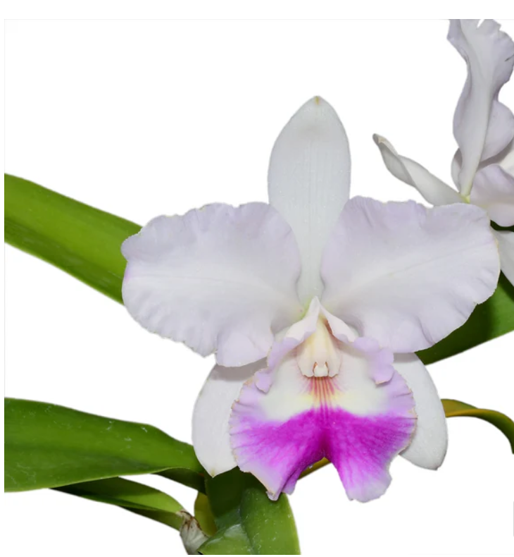 Orchid Rhyncattleanthe Machalena (Rec.)_