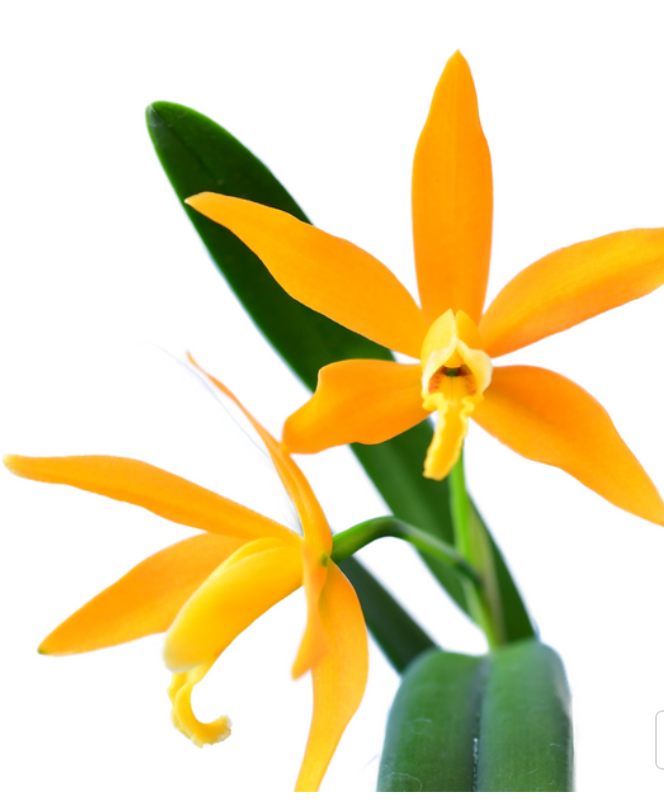 Orchid Cattleya Orange Delight