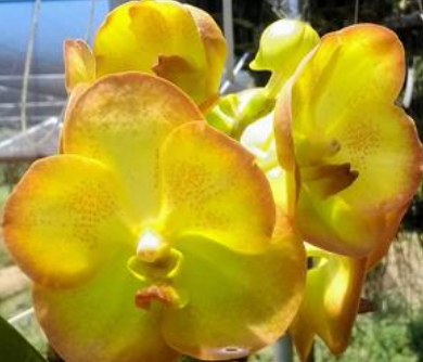 Orchid Vanda Hilbrida (Boonyarit Pastel #24)