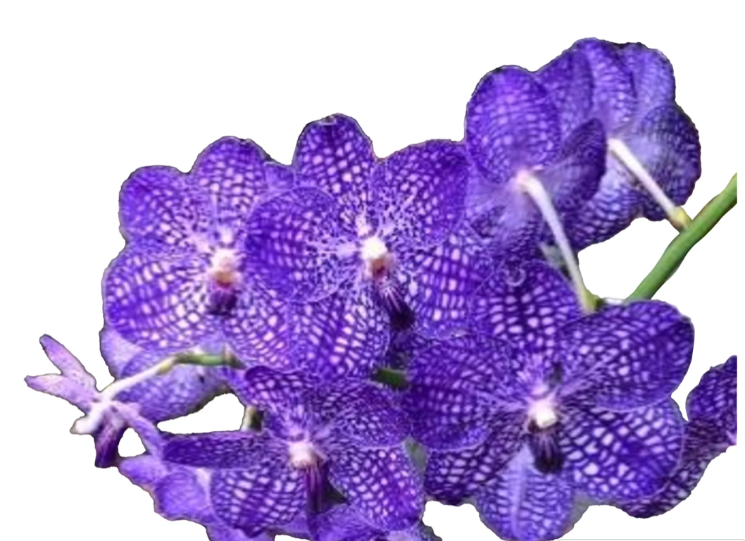 Orchid Vanda Somsri Blue Classic x V.Wilas 'Blue'