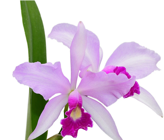 Orchid Cattleya Purpurata Dream live orchid from Mulliken Nursery