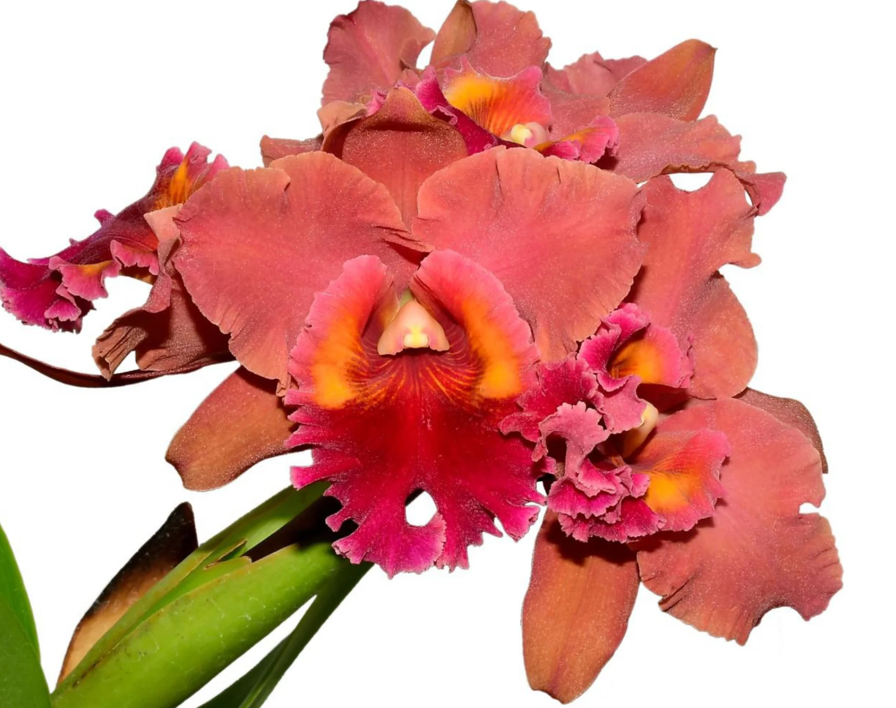 Orchid Rhyncholaeliocattleya Bob Crowder