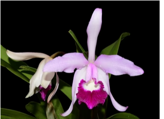 Cattleya × Irrorata ‘Aquimi-Alba × Purple Lip’ Orchid