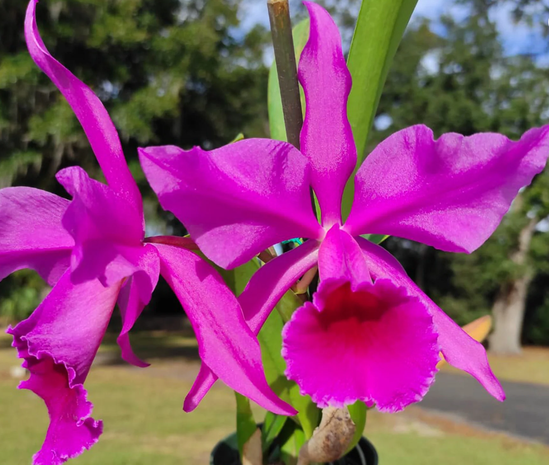 Orchid Cattleya Lucia Fernandez