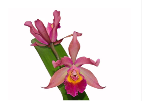 Orchid Cattleya Chakana