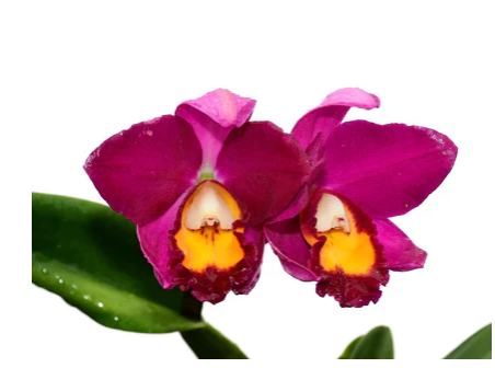 Orchid Rhyncholaeliocattleya Hawaiian Prominence America
