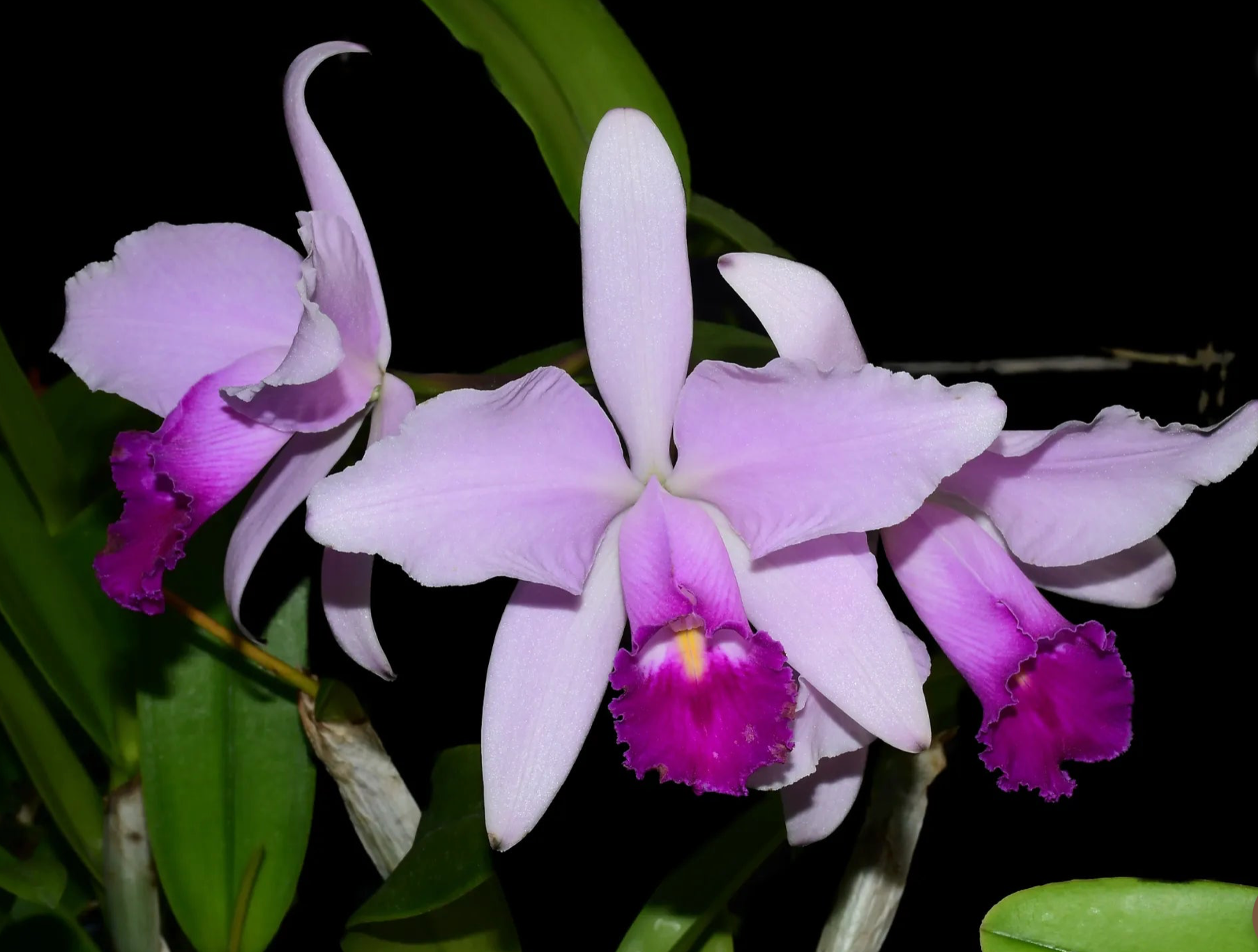Orchid Cattleya 'Enchantress' (1914)_