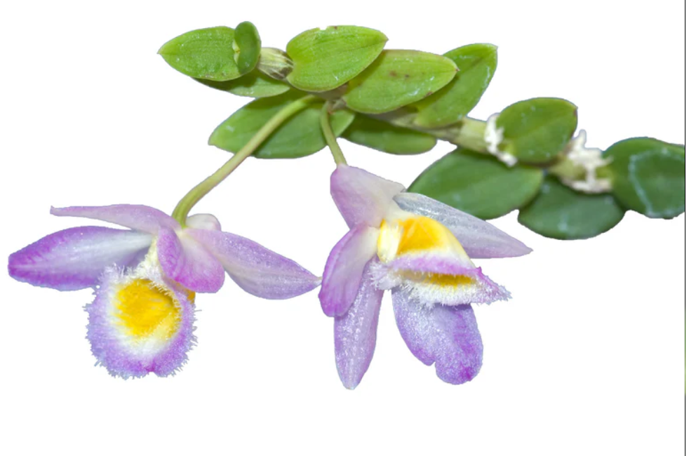 Orchid Dendrobium loddigesii