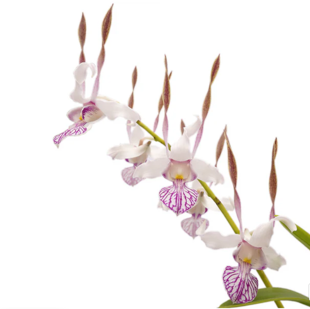 Dendrobrium leporinim