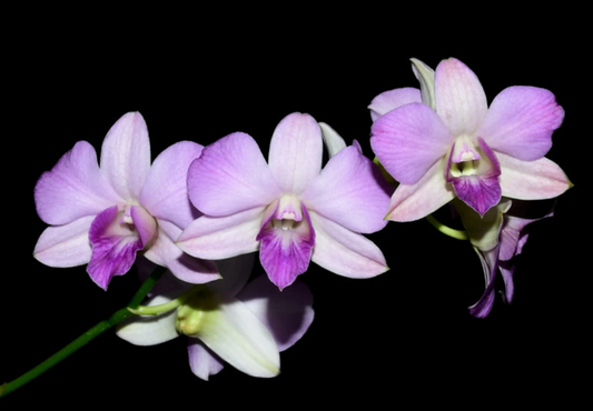 Orchid Dendrobium KS 11 Jairak Lavander live orchid from Mulliken Nursery